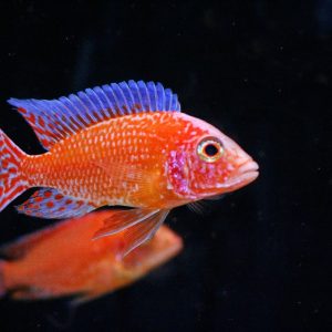 Aulonocara sp. firefish