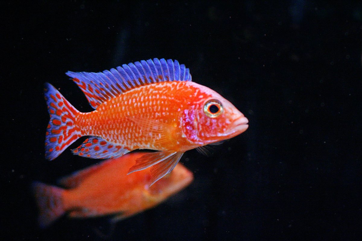 Aulonocara sp. firefish