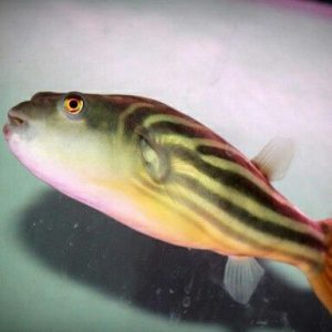 Tetraodon lineatus