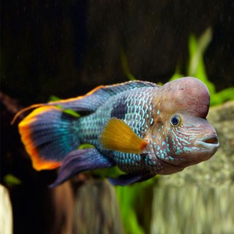 Aequidens rivulatus - immagine 2