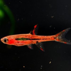 Rasbora brigittae