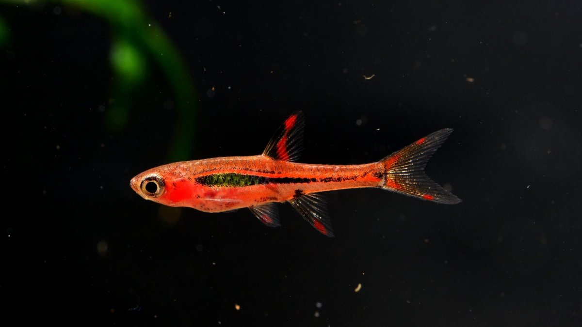 Rasbora brigittae