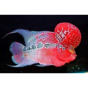 Flowerhorn