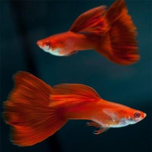 Poecilia reticulata red ( maschio )