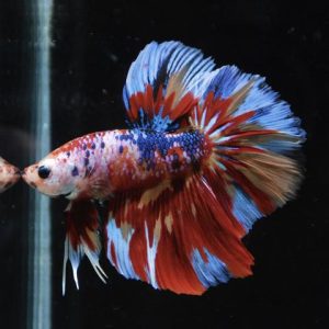 Betta splendens HM candy