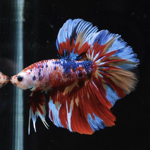 Betta splendens HM candy