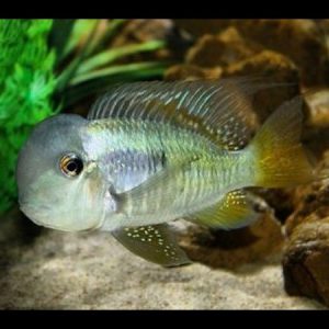 Gymnogeophagus balzanii
