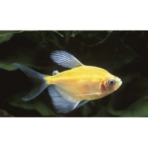 Gymnocorymbus ternetzi gold