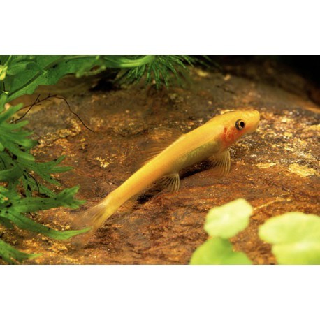 Gyrinocheilus aymonieri gold (mangia alghe cinese ) - immagine 2