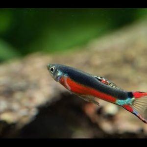 Guppy Endler Santa Maria Bleeding Heart