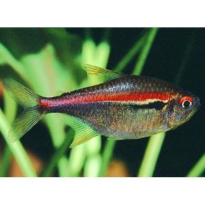 Hyphessobrycon amapaensis