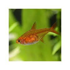 Hyphessobrycon amandae