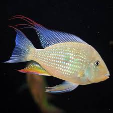 Acarichthys heckelii - immagine 2