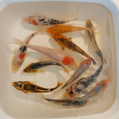 Koi mix grado “A” cm 11-13 cm