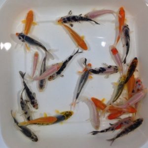 Koi mix grado “A” 9-11 cm