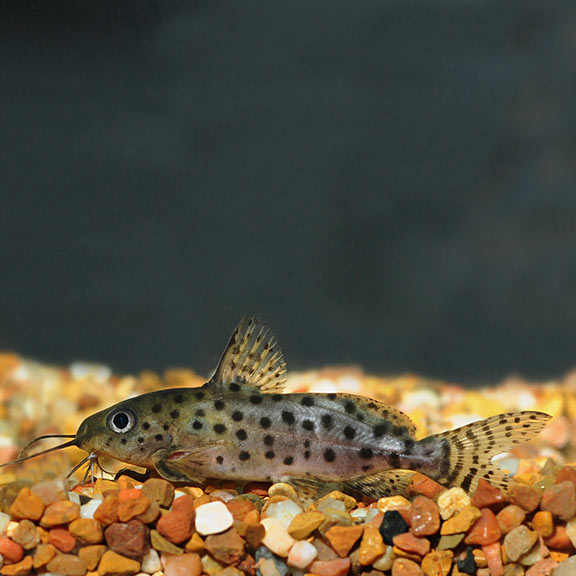 Synodontis ocellifer - immagine 2
