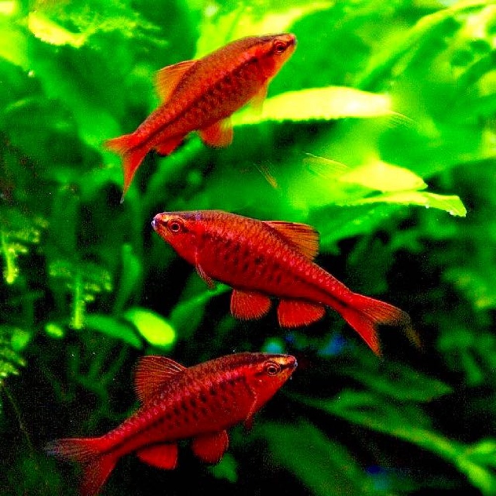 Puntius titteya - immagine 2