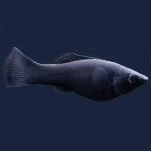 Black molly