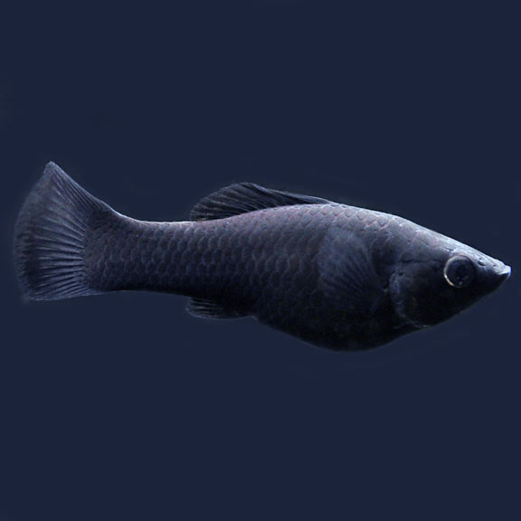 Black molly