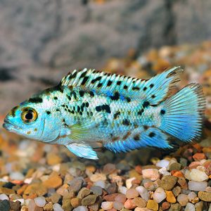Blue jack dempsey