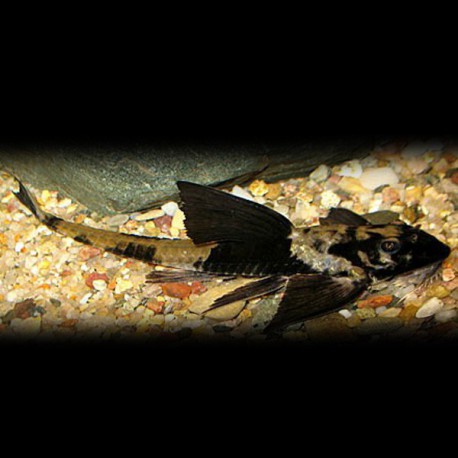 Loricaria Simillima