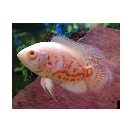 Astronotus ocellatus GOLD