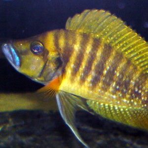 Altolamprologus compressiceps