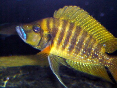 Altolamprologus compressiceps