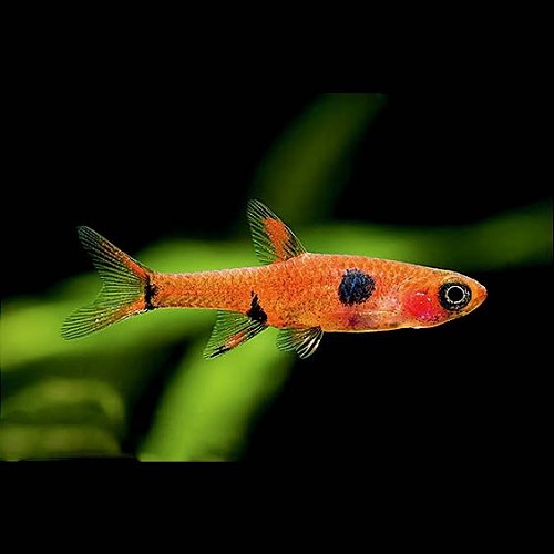 Rasbora maculata