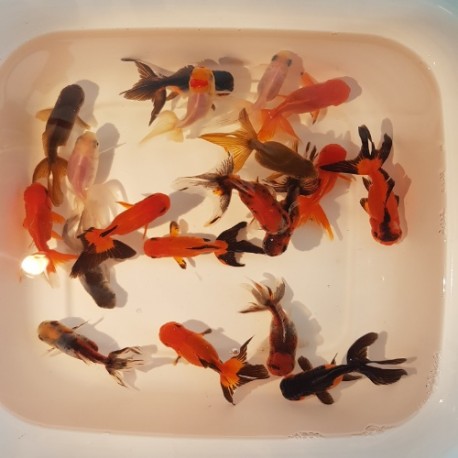 Oranda Mix - immagine 2