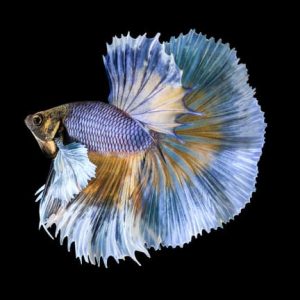 Betta super delta MIX COLOR