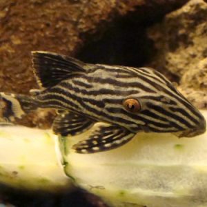Panaque nigrolineatus
