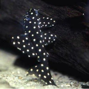 Hypancistrus sp. L201