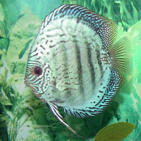 Discus blu Cobalt