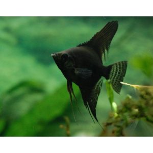 Pterophyllum scalare Black