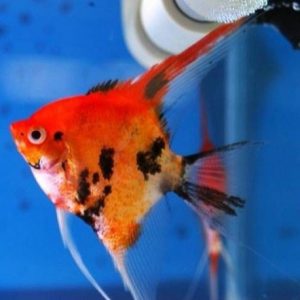 Pterophyllum scalare red devil