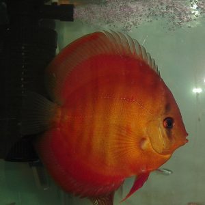 Discus red rose