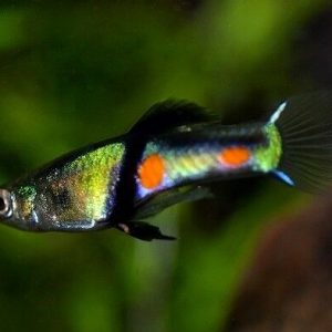 guppy endler el-tigre campoma