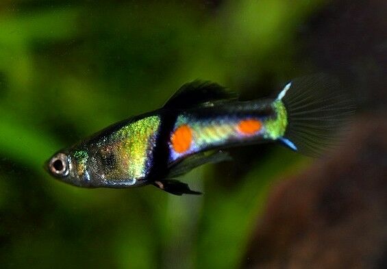 guppy endler el-tigre campoma