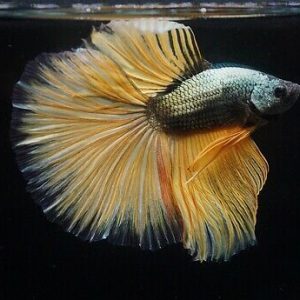 Betta splendens mustard grass