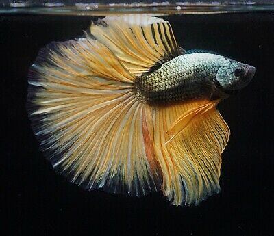 Betta splendens mustard grass - immagine 2