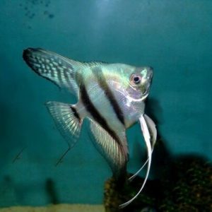 Pterophyllum scalare blu