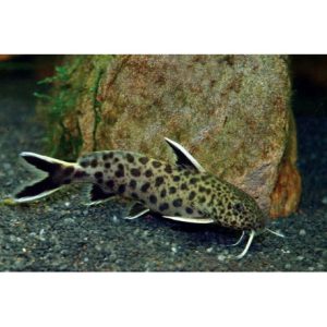 Synodontis petricola
