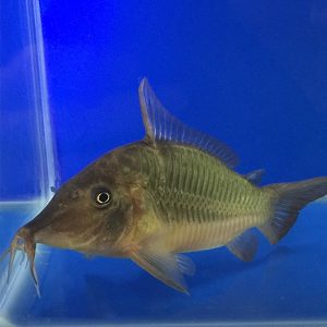 brochis multiradiatus