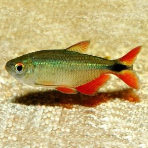 Hemigrammus Caudovittatus