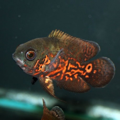 Astronotus ocellatus