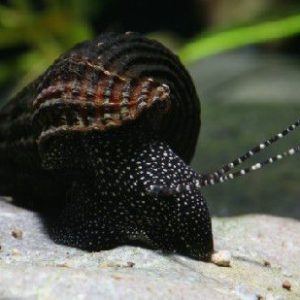 tylomelania white spot