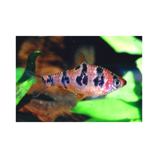 Puntius rhombocellatus