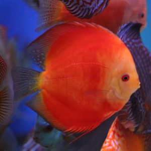 Discus red melon