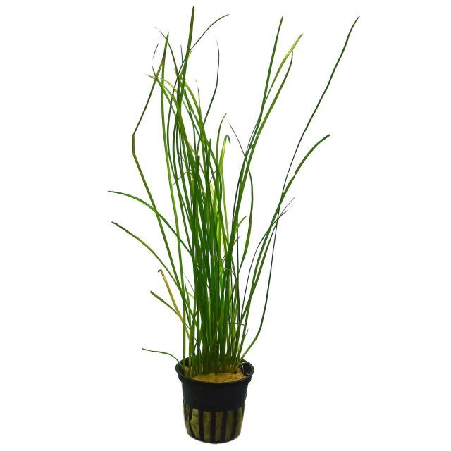 Vallisneria nana - immagine 2